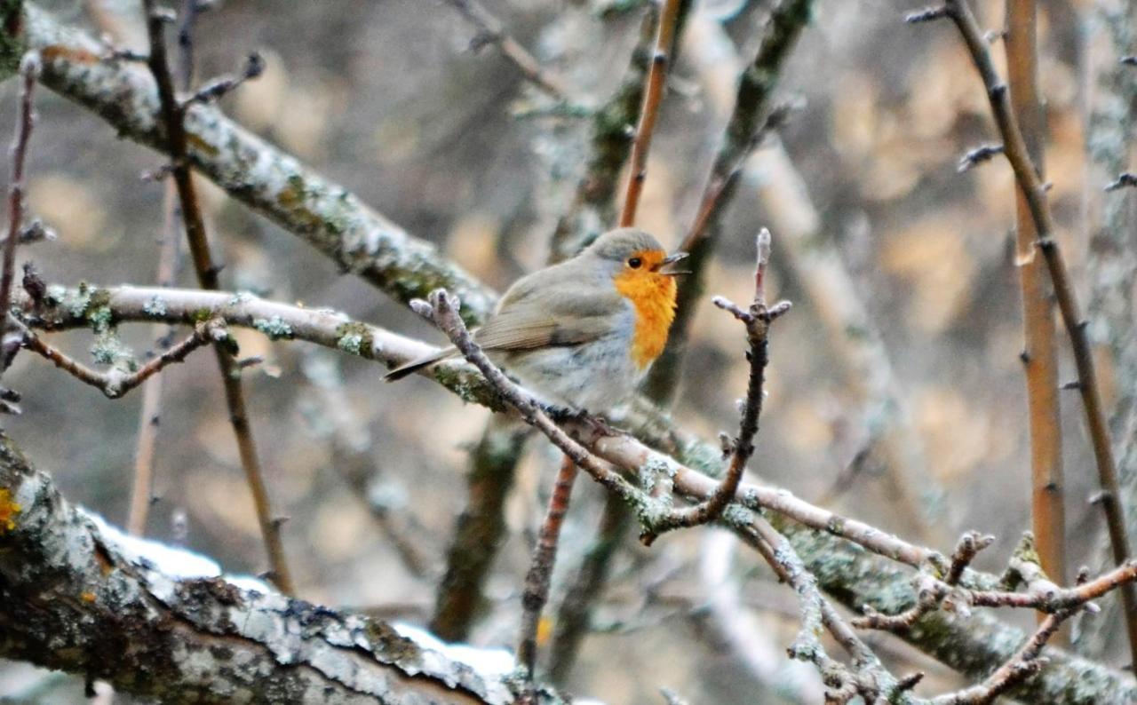 Casa Del Altozano Villa Barajas de Gredos ภายนอก รูปภาพ